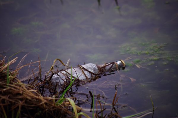 glass-litter-water